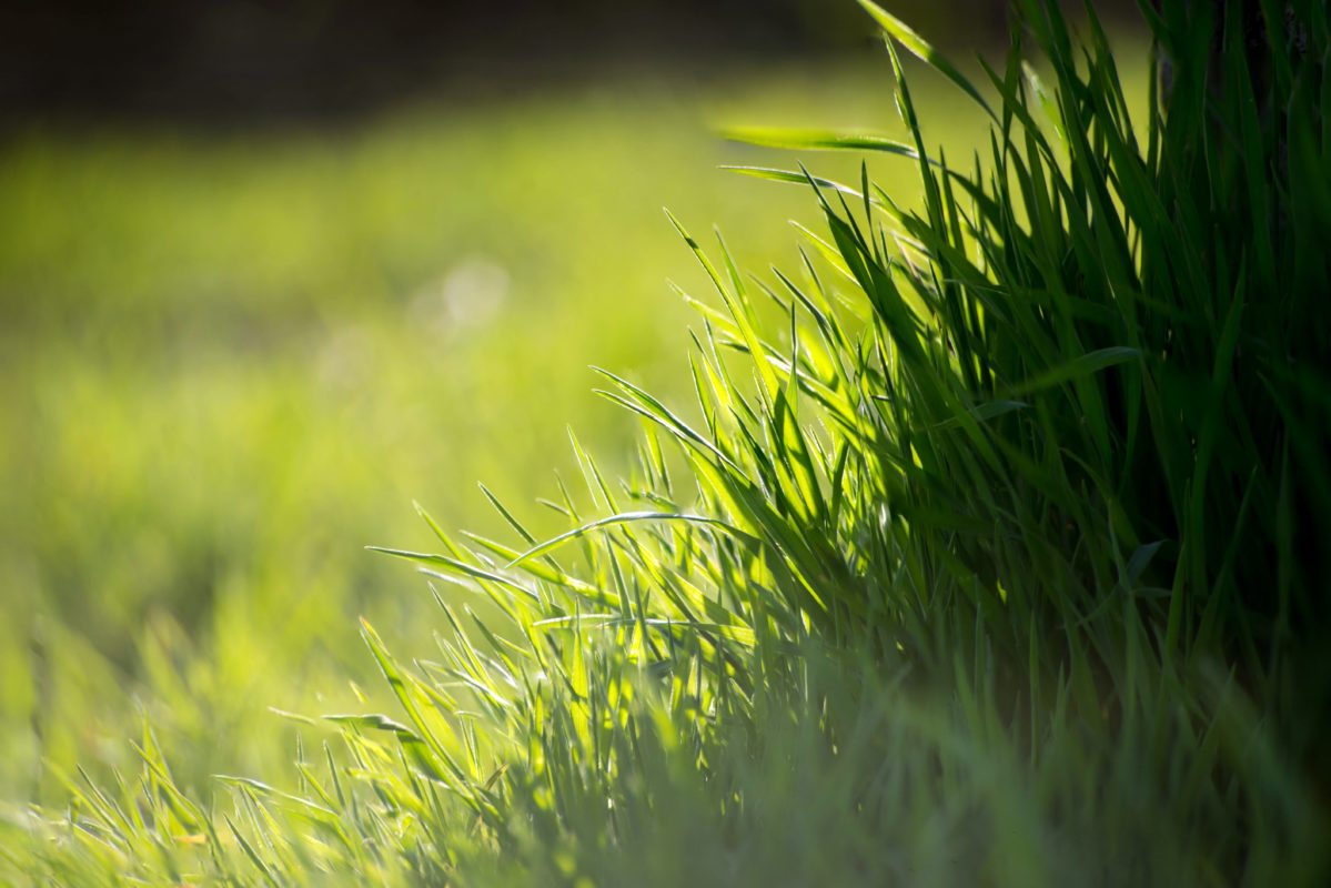 ARB Ireland Grass
